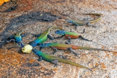 Common Flat Lizard [Platysaurus intermedius rhodesianus]