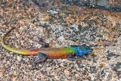 Common Flat Lizard [Platysaurus intermedius rhodesianus]