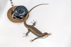 Wahlberg's Striped Skink [Trachylepis wahlbergii]