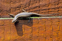African Striped Skink [Trachylepis striata]