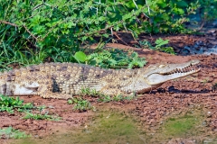 Nile Crocodile [Crocodylus niloticus]