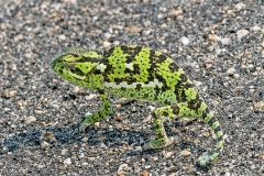 Flap-necked Chameleon [Chamaeleo dilepsis]