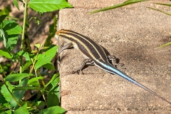 Rainbow Skink [Trachylepis margaritifera]