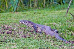 Nile Monitor [Varanus niloticus]