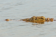 Nile Crocodile [Crocodylus niloticus]