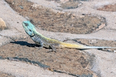 Southern Tree Agama [Acanthocercus atricollis]
