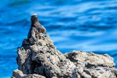 Marine Iguana [Amblyrhynchus cristatus wikelskii]