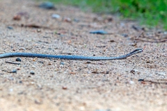 Savanna Vine Snake [Thelotornis capensis capensis] 