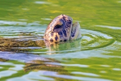 Green Turtle [Chelonia mydas agassizi]