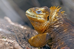 Galapagos Land Iguana [Conolophus subcristatus]