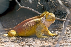 Galapagos Land Iguana [Conolophus subcristatus]