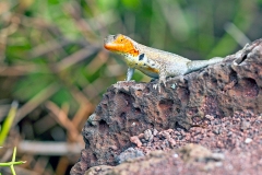 Santa Cruz Lava Lizard [Microlophus indfatigabilis]