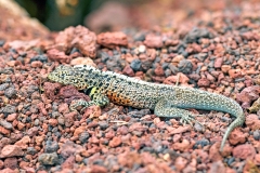 Santa Cruz Lava Lizard [Microlophus indfatigabilis]