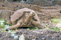 Galapagos Giant Tortoise [Chelonoidis nigra hoodensis]