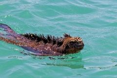 Marine Iguana [Amblyrhynchus cristatus hassi]