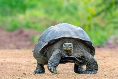 Galapagos Giant Tortoise [Chelonoidis nigra porteri]
