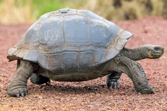 Galapagos Giant Tortoise [Chelonoidis nigra porteri]