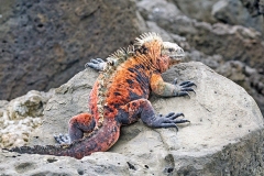 Marine Iguana [Amblyrhynchus cristatus venustissimus]
