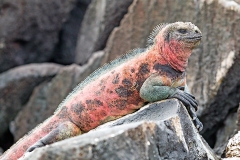 Marine Iguana [Amblyrhynchus cristatus venustissimus]