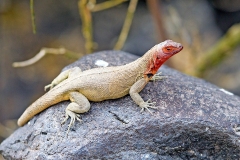 Española Lava Lizard [Microlophus delanonis]
