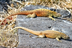 Española Lava Lizard [Microlophus delanonis]