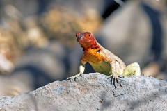 Española Lava Lizard [Microlophus delanonis]
