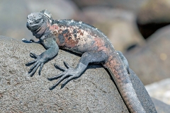 Marine Iguana [Amblyrhynchus cristatus venustissimus]