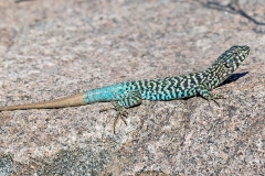 Black-green Tree Iguana [Liolaemus nigroviridis]