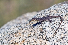 Slender Tree Iguana [Liolaemus tenuis]