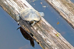 Yellow-spotted River Turtle [Podocnemis unifilis]
