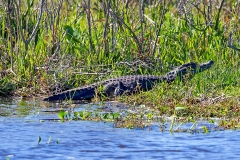 Yacare Caiman [Caiman yacare]