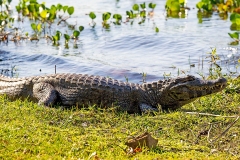 Yacare Caiman [Caiman yacare]