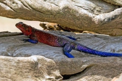 Mwanza Flat-headed Rock Agama [Agama mwanzae]