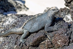 Marine Iguana [Amblyrhynchus cristatus hassi]