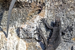 Marine Iguana [Amblyrhynchus cristatus nanus]