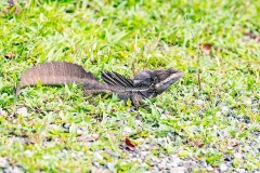 Common Basilisk [Basiliscus basiliscus]
