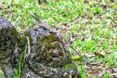 Common Basilisk [Basiliscus basiliscus]