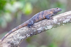 Black Spiny-tailed Iguana [Ctenosaura similis]