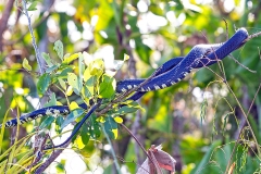 Yellow Rat Snake [Spilotes pullatus]