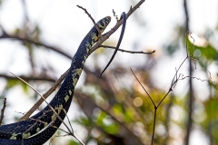 Yellow Rat Snake [Spilotes pullatus]