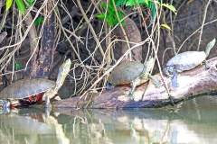 Meso-American Slider [Trachemys venusta uhrigi]