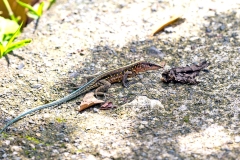 Tiger Ameiva [Holcosus festivus]