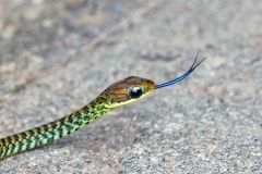 Cope's Forest Racer [Dendrophidion paucicarinatum]