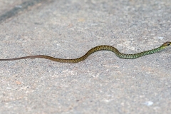 Cope's Forest Racer [Dendrophidion paucicarinatum]