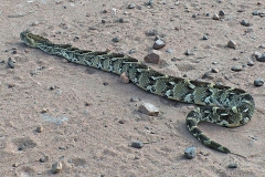 Puff Adder [Bitis arietans]