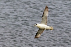 Northern Fulmar [Fulmarus glacialis auduboni] 