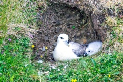 Northern Fulmar [Fulmarus glacialis auduboni] 