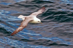 Northern Fulmar [Fulmarus glacialis auduboni] 