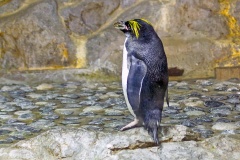 Macaroni Penguin [Eudyptes chrysolophus] 