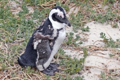 African Penguin [Spheniscus demersus] 